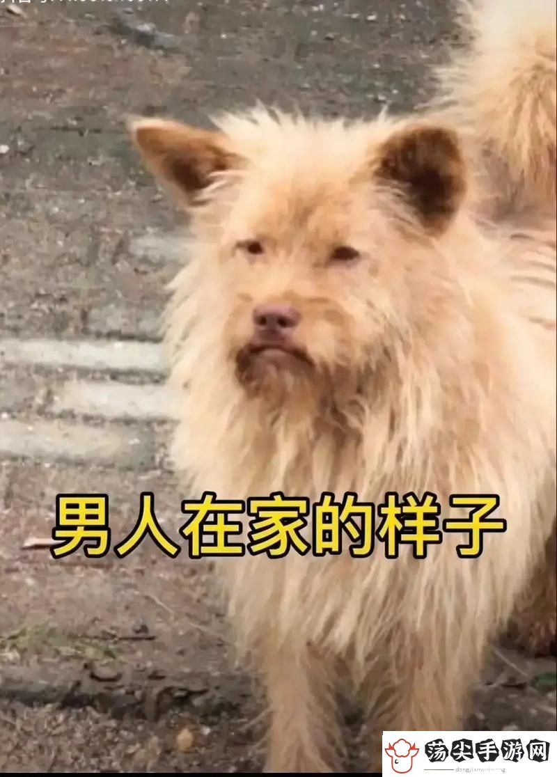 老公不在家狗狗的东西能要吗