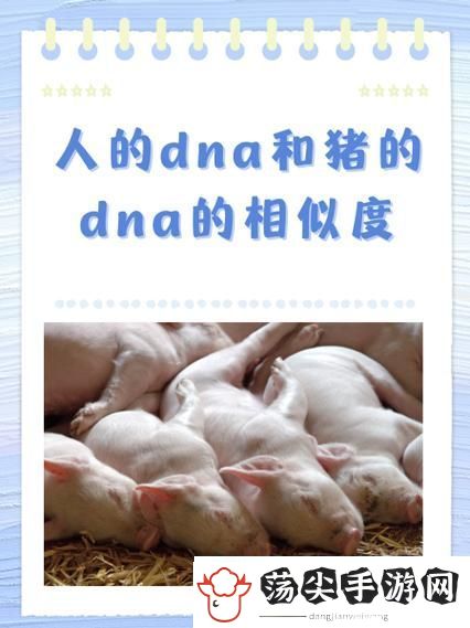 内容丰富的人、猪、狗DNA视频揭秘生命的奥秘